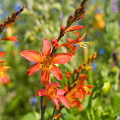 Emily Mckenzie Crocosmia