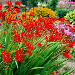 Lucifer Crocosmia