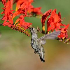 Lucifer Crocosmia