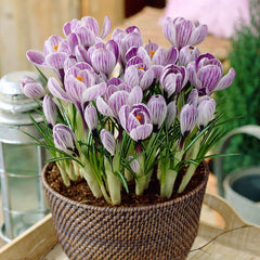 Pickwick Dutch Crocus