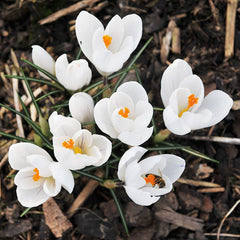 Joan Of Arc Dutch Crocus