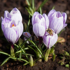Pickwick Dutch Crocus