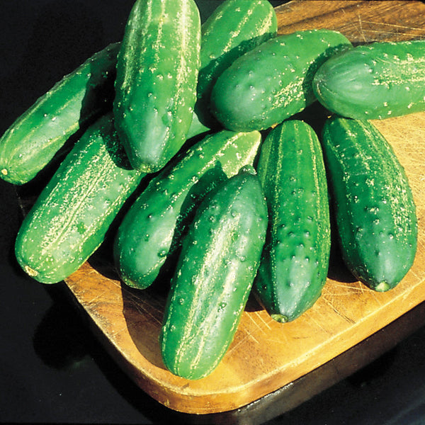 Regal Cucumber