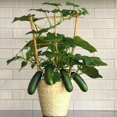 Cucumber Seeds - Kitchen Minis™ Quick Snack
