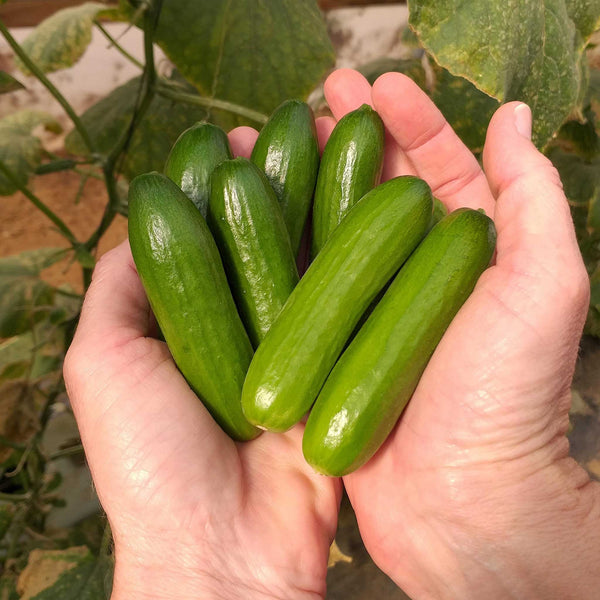 Cucumber Seeds - Mini-Me
