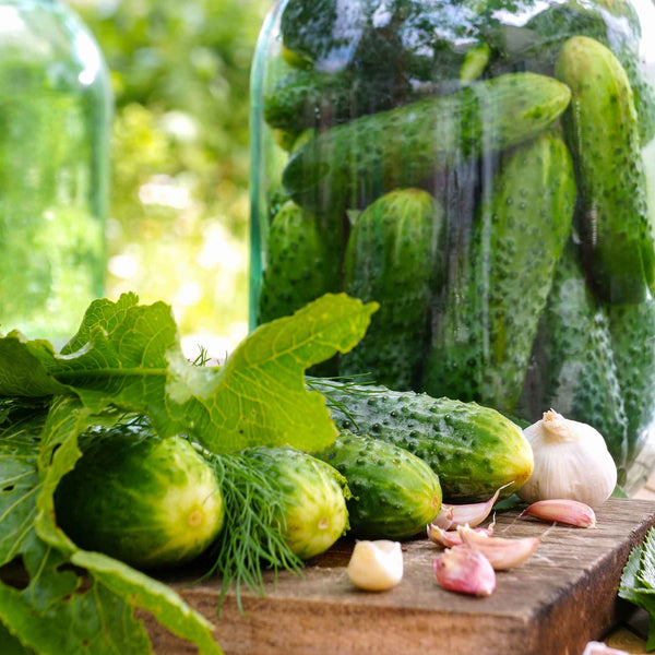 Cucumber Seeds (Pickling) - National Pickling