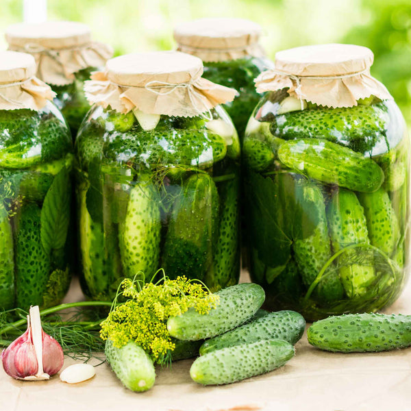 Cucumber Seeds (Organic) - Homemade Pickles