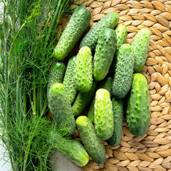 Cucumber Seeds (Organic - Pickling) - SMR 58