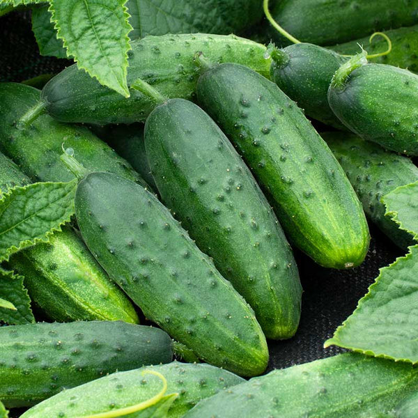 Cucumber Seeds (Organic) - Spacemaster