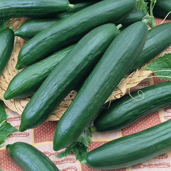 Cucumber Seeds (Organic) - Tendergreen Burpless