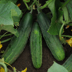 Cucumber Seeds - Patio Snacker