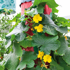 Cucumber Seeds - Patio Snacker