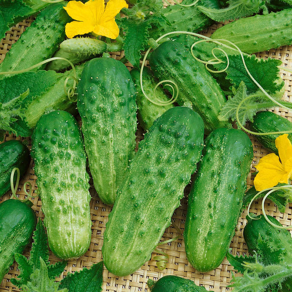 Cucumber Seeds - Pick A Bushel F1