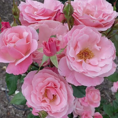 Queen Elizabeth Grandiflora Rose