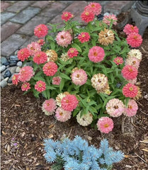 50 Mixed Zinnia Seeds – Multi-Color Double Blooms, Easy Annual for Summer Garden