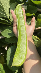 Big Green special  Beans Seeds   - Non Gmo - Heirloom Seeds