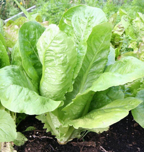 Parris Island Cos romaine lettuce seeds