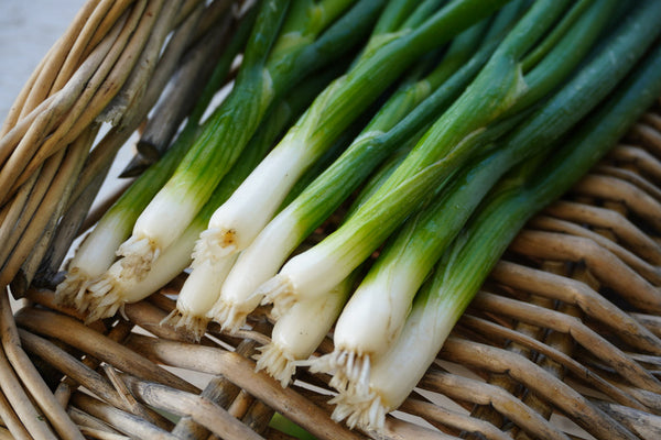 Fukagawa Scallion 200 Seeds