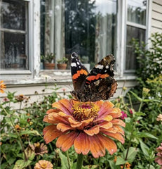 100 Mixed Color Zinnia Seeds for Planting - Heirloom Mixed Color Zinnia Flower Seeds for Home Garden