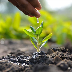 White Bulbs  Double Flowering Bulbs | Fragrant Flowers Grow Tuberose bulbs bulk-Tuberose bulbs for planting-Tuberose plant bulbs-Tuberose tubers bulk