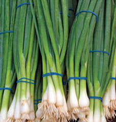 Ramrod Scallion 100 Seeds