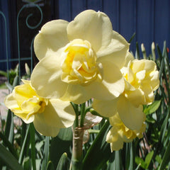 Yellow Cheerfulness Double Daffodil