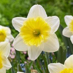 Sunshine Naturalizing Bulb Collection