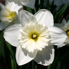 Snow Drift White Daffodil Bulb Collection