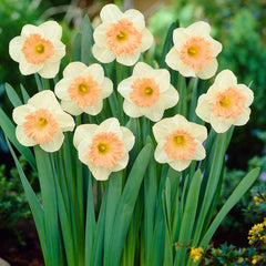 Pink Parasol Trumpet Daffodil