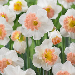 Pink Parasol Trumpet Daffodil