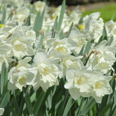 Mount Hood Trumpet Daffodil