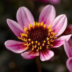 Pretty Woman Dark Angel Dahlia