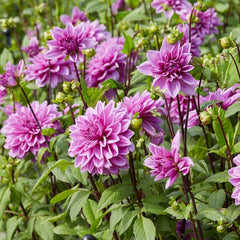 Lilac Time Dinner Plate Dahlia