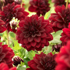 Arabian Night Decorative Dahlia