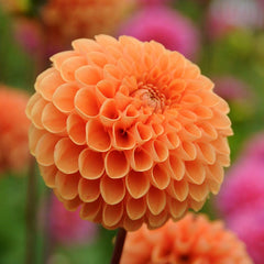 Elegance Bouquet Collection (Late-Summer Flowers)