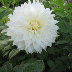 Elegance Bouquet Collection (Late-Summer Flowers)