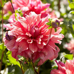 Raspberry Apricot Dinner Plate Dahlia Collection