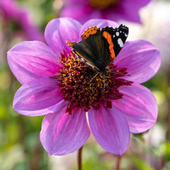 Bold Trio Dahlia Collection
