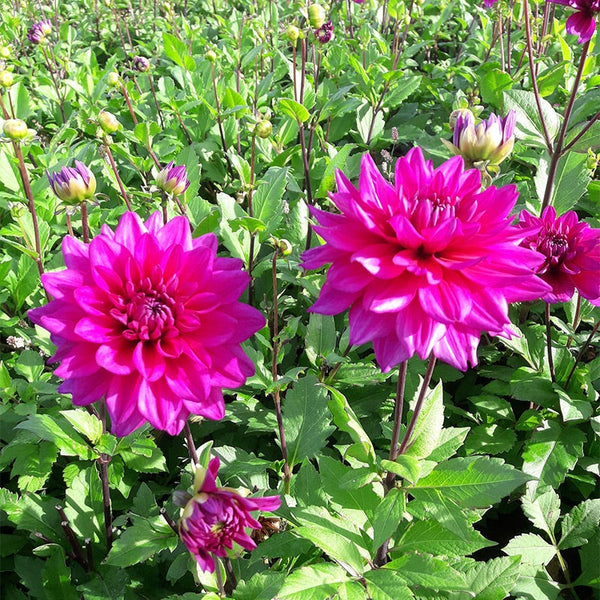 Blue Boy Semi Dinner Plate Dahlia