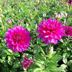 Blue Boy Semi Dinner Plate Dahlia