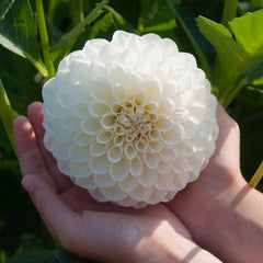 Sunshine Mixed Dahlia Collection