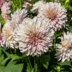 Dahlia Clouds Collection