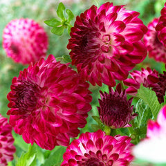 Caproz Pizzazz Semi Dinner Plate Dahlia