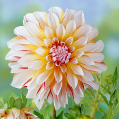 Sunshine Mixed Dahlia Collection