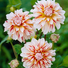 Caribbean Fantasy Decorative Dahlia