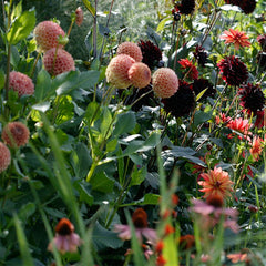 Cornel Bronze Ball Dahlia