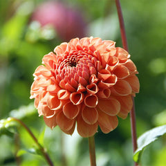 Cornel Bronze Ball Dahlia