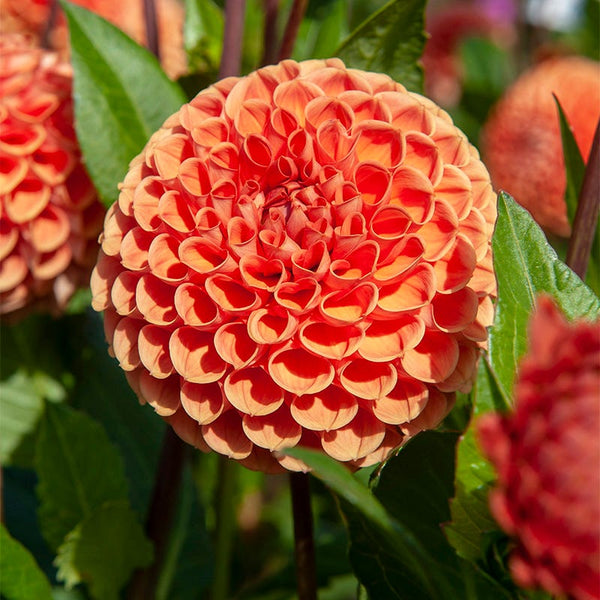 Cornel Bronze Ball Dahlia