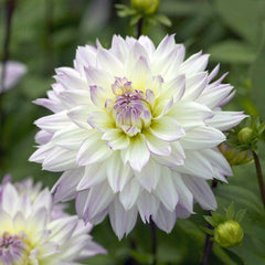 Iced Violet Dahlia Collection