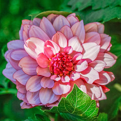 Creme de Cassis Decorative Dahlia